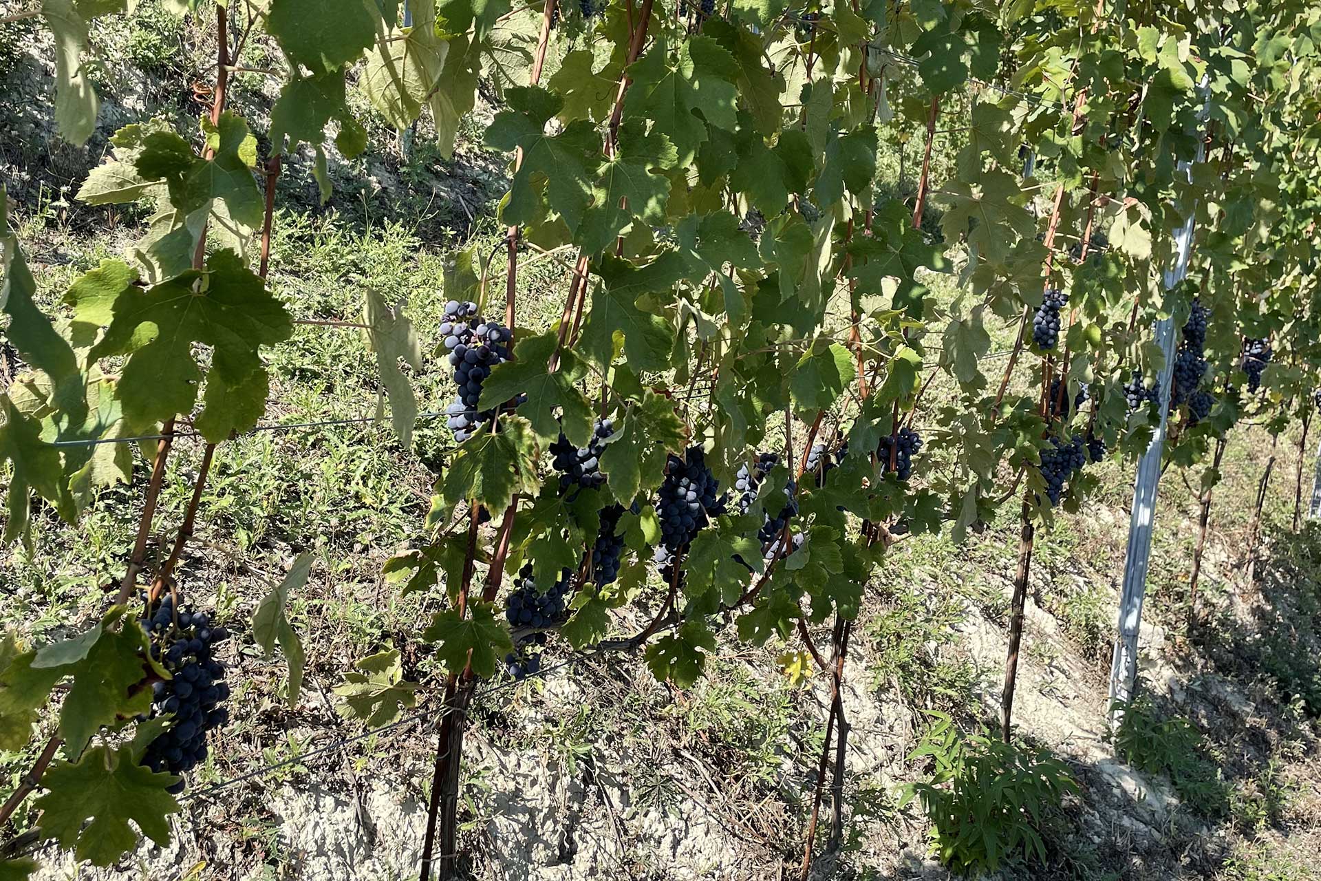vigna nebbiolo